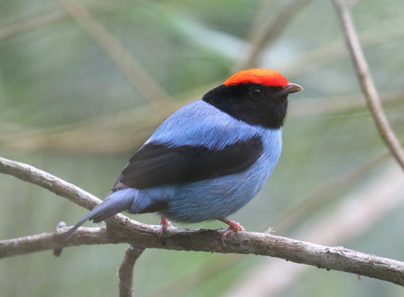 Birding will be superb with exquisite birds such as Swallow-tailed Manakin…